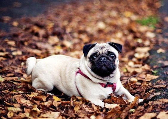 178种狗狗品种大全｜特色与图片全解析