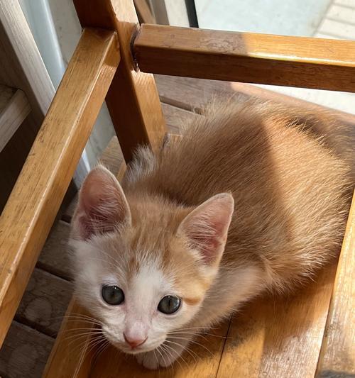 猫咪两个月成长过程解析：发育速度惊人