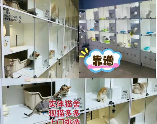 宠物猫价格影响因素及市场趋势 宠物猫价格影响因素及市场趋势