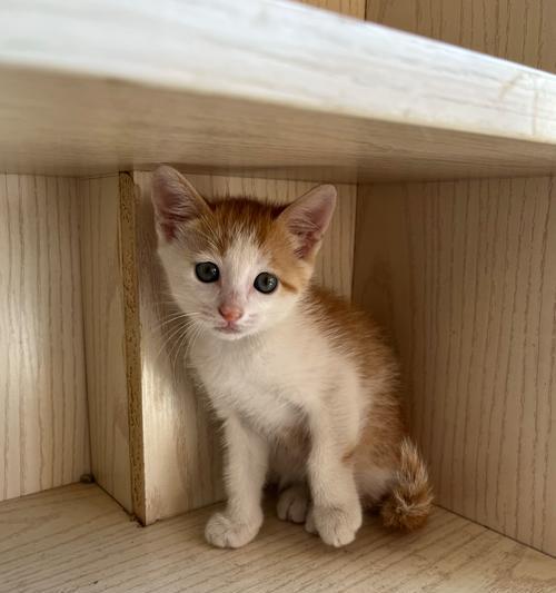 猫咪两个月成长过程解析：发育速度惊人