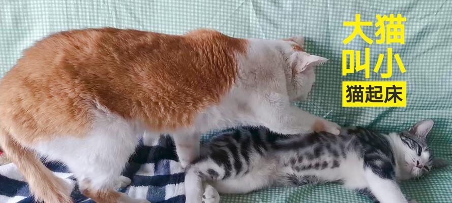 大猫拒绝喂奶怎么办?科学方法促进小猫健康成长 大猫拒绝喂奶怎么办?科学方法促进小猫健康成长