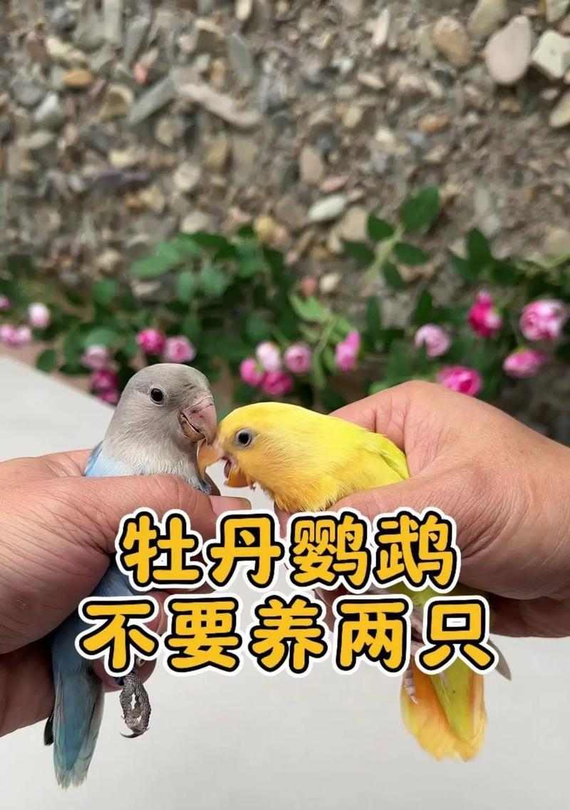 牡丹鹦鹉价格高昂的十大因素解析 牡丹鹦鹉价格高昂的十大因素解析