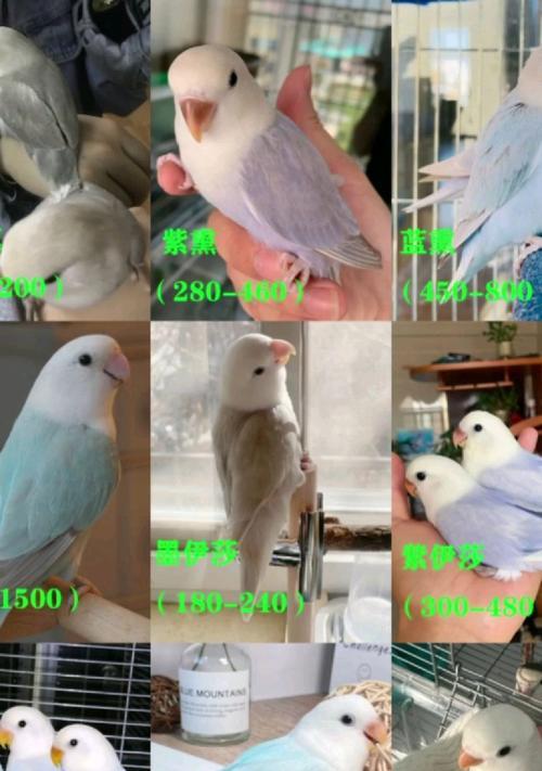 牡丹鹦鹉价格高昂的十大因素解析 牡丹鹦鹉价格高昂的十大因素解析