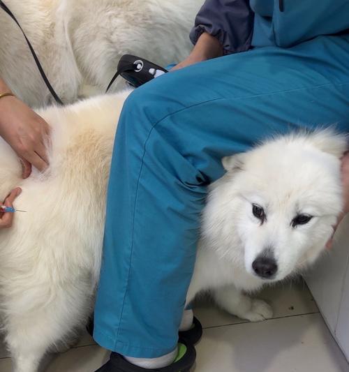 狗狗接种疫苗后什么时间能出门 详解注意事项与健康保护 狗狗接种疫苗后什么时间能出门 详解注意事项与健康保护