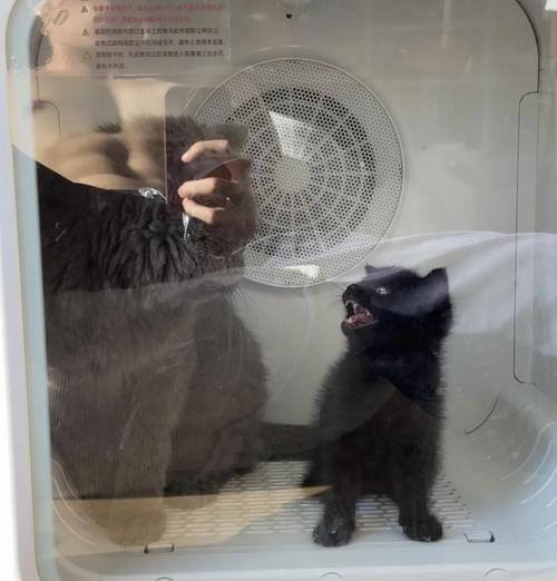 大猫拒绝喂奶怎么办?科学方法促进小猫健康成长 大猫拒绝喂奶怎么办?科学方法促进小猫健康成长