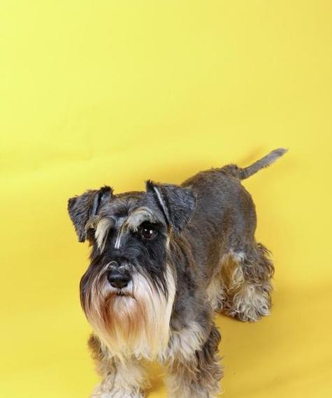 雪纳瑞犬（探索雪纳瑞犬的可爱与亲密）