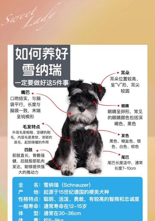 雪纳瑞犬（探索雪纳瑞犬的可爱与亲密）