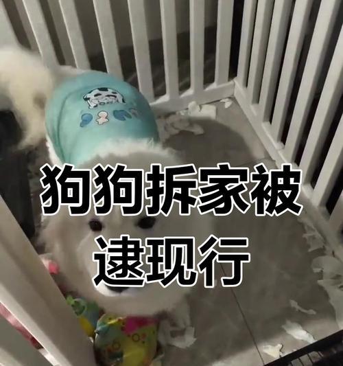 如何让萨摩犬不再拆家（探索萨摩犬的破坏性行为及解决方案）