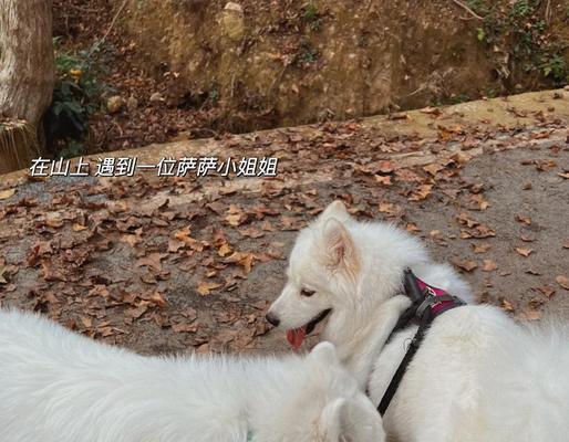 如何让萨摩犬不再拆家（探索萨摩犬的破坏性行为及解决方案）