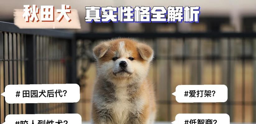 为什么养秋田犬的人少之又少？（探究秋田犬养育困境与原因）