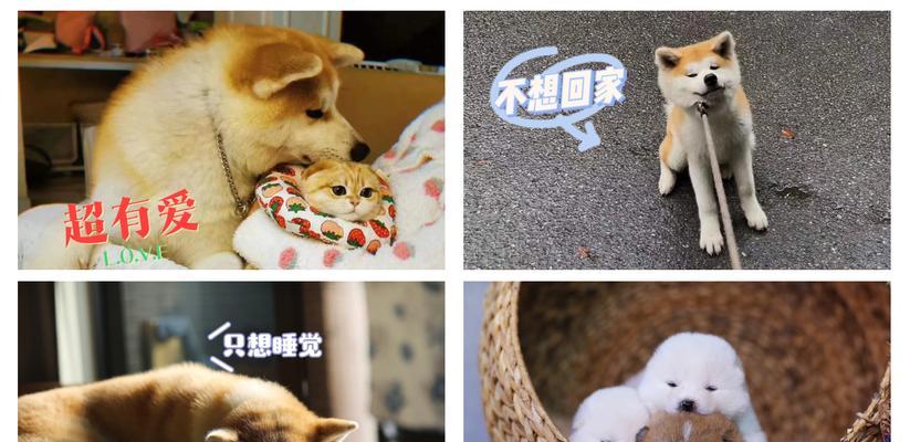 为什么养秋田犬的人少之又少？（探究秋田犬养育困境与原因）
