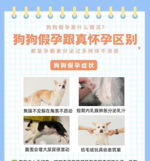 母狗假孕的症状和疗程（了解假孕对母狗的影响及如何处理）