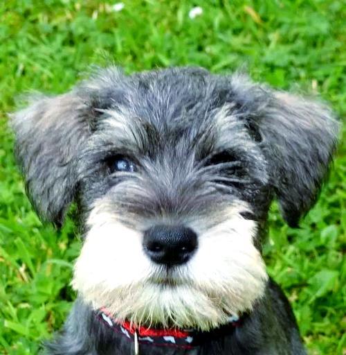 雪纳瑞刚剪耳朵毛多久能长回来?(了解耳朵毛生长周期,让你的雪纳瑞宠物更迷人) 雪纳瑞刚剪耳朵毛多久能长回来?(了解耳朵毛生长周期,让你的雪纳瑞宠物更迷人)