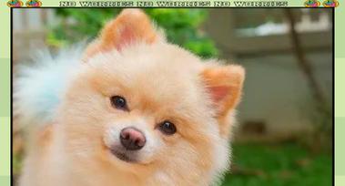 狗狗打嗝的原因及解决方法（了解狗狗打嗝的6大成因，让它安心吃饭）