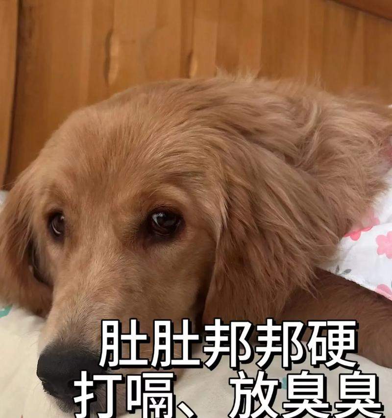 狗狗打嗝的原因及解决方法（了解狗狗打嗝的6大成因，让它安心吃饭）