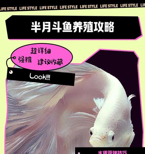 斗鱼卵的孵化技巧与小鱼饲养指南