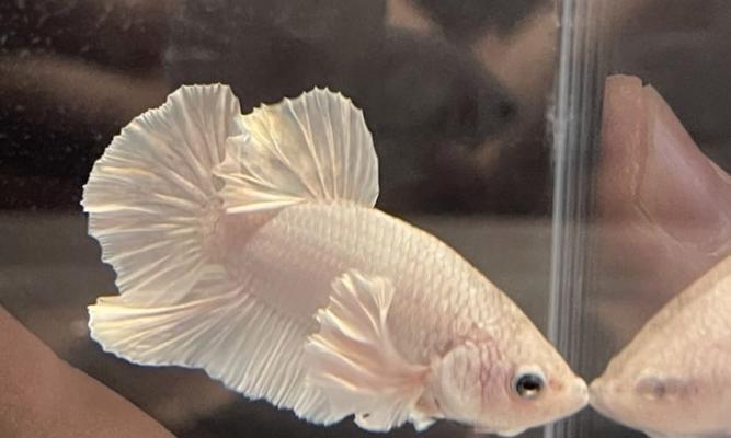 斗鱼卵的孵化技巧与小鱼饲养指南