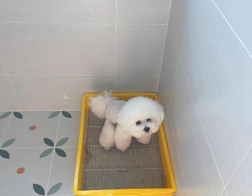 狗狗拉稀能否用猫砂治疗？有效性和安全性分析