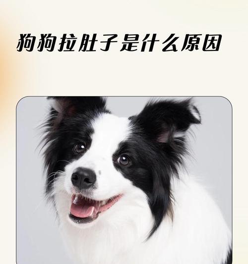 狗狗拉稀能否用猫砂治疗？有效性和安全性分析