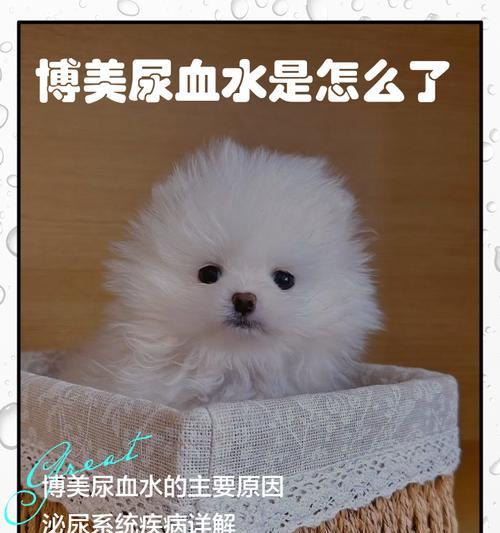 博美犬价格八大关键影响因素全解析