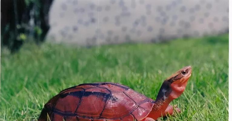 巴西红耳龟传入中国生态影响及管理策略