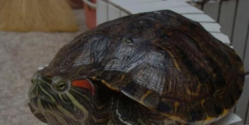 巴西红耳龟传入中国生态影响及管理策略