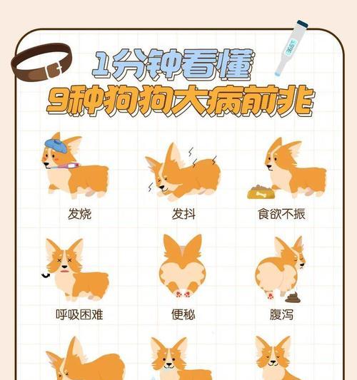 宠物犬细小病毒症状和治疗要点