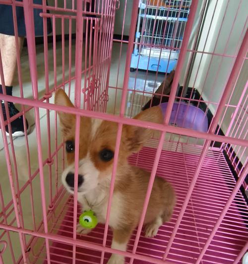 宠物犬细小病毒症状和治疗要点