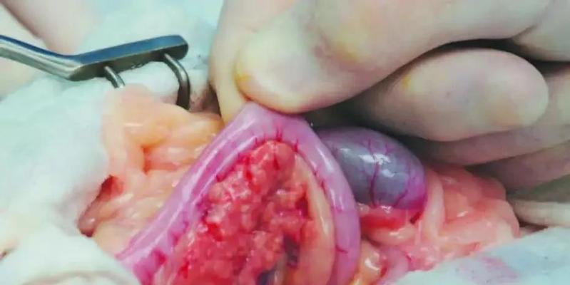 猫咪常见癌症类型及预防护理指南