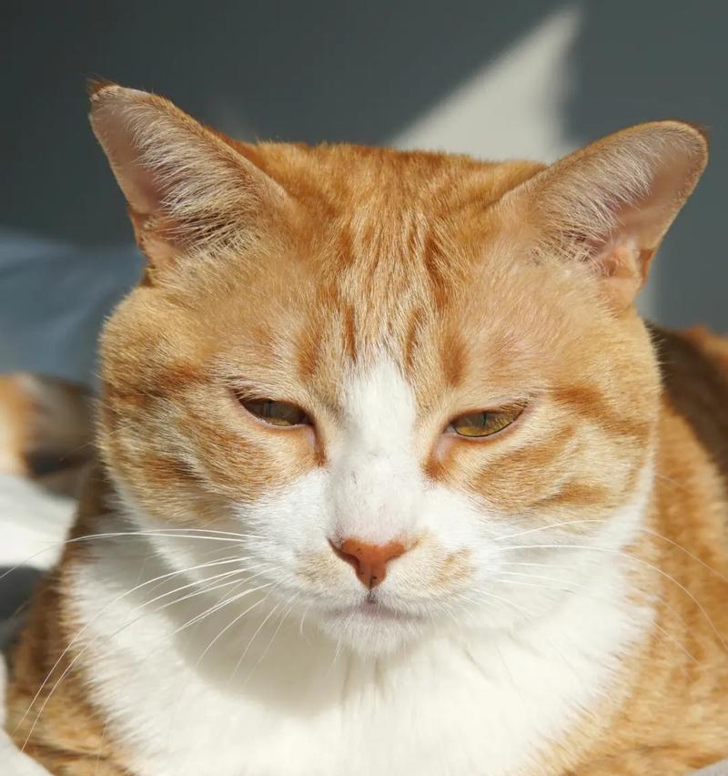 猫咪常见癌症类型及预防护理指南