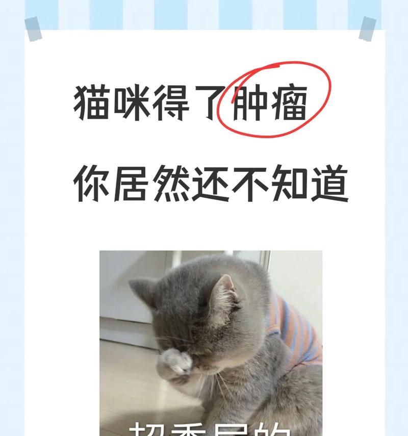 猫咪常见癌症类型及预防护理指南