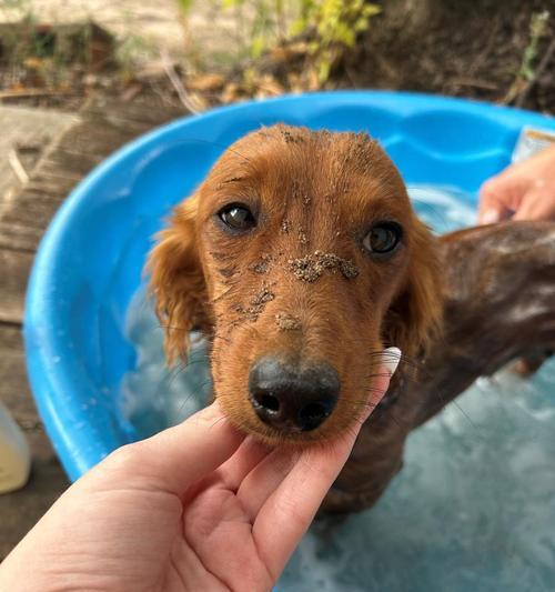 科学解析冬季小狗洗澡频率及注意事项