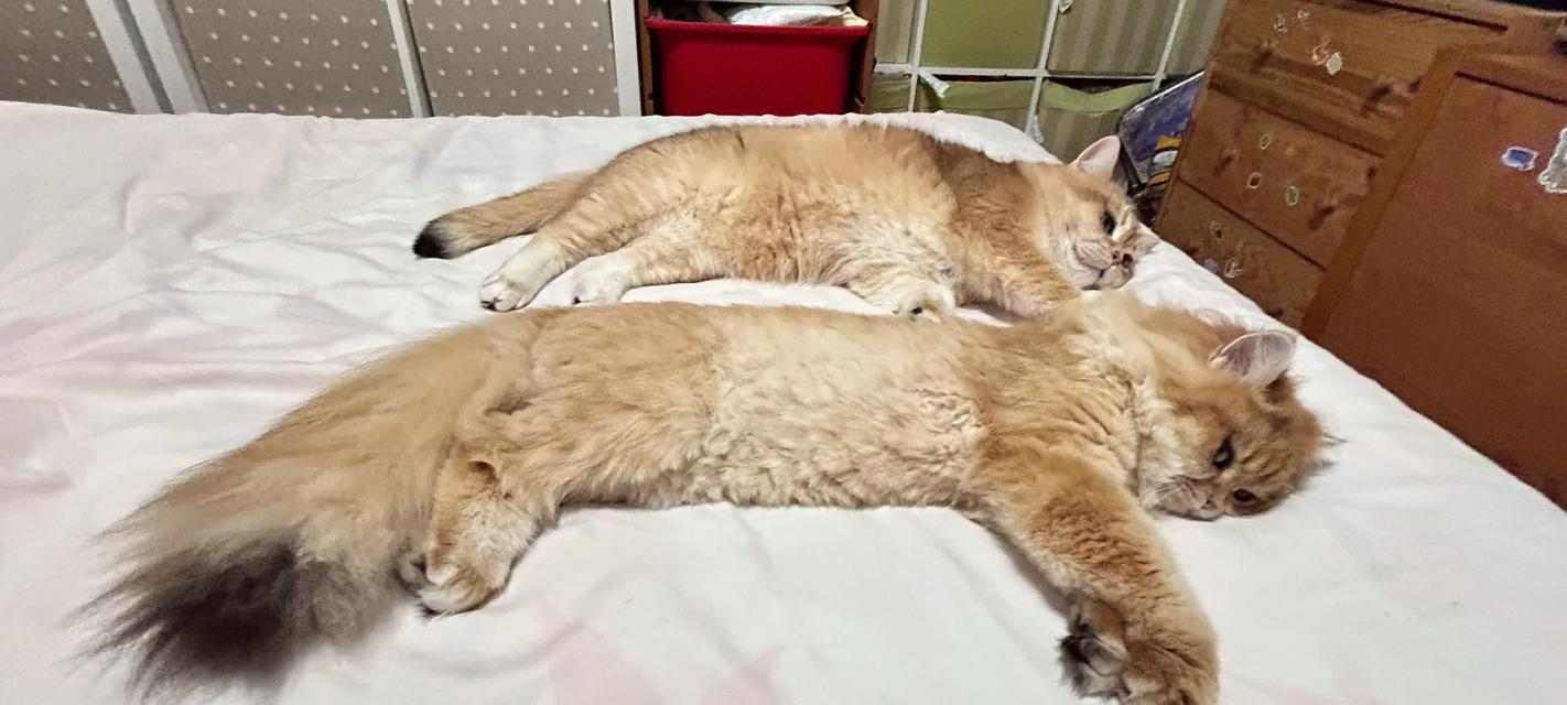 猫咪能吃哈密瓜吗？解析哈密瓜对猫咪的影响（宠物主人必看，了解猫咪饮食常识）