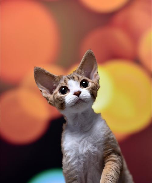 猫咪能吃哈密瓜吗？解析哈密瓜对猫咪的影响（宠物主人必看，了解猫咪饮食常识）