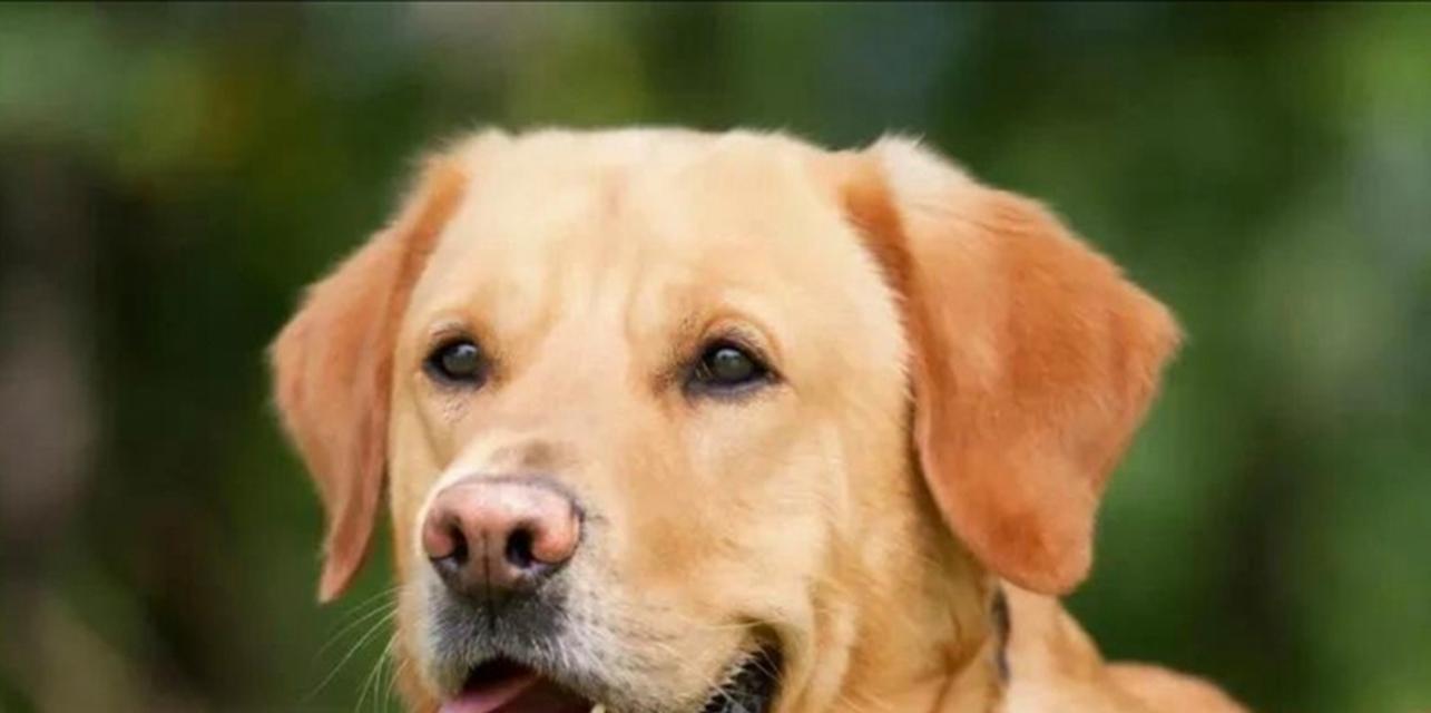 拉布拉多颜色有何不同？（探究不同颜色拉布拉多的特点和适合性）