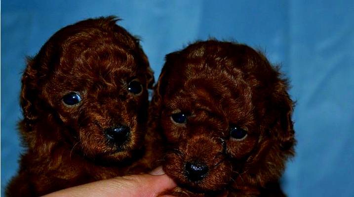 三个月泰迪呼吸声很重,如何进行有效的治疗?(探究泰迪呼吸困难的原因及治疗方法) 三个月泰迪呼吸声很重,如何进行有效的治疗?(探究泰迪呼吸困难的原因及治疗方法)