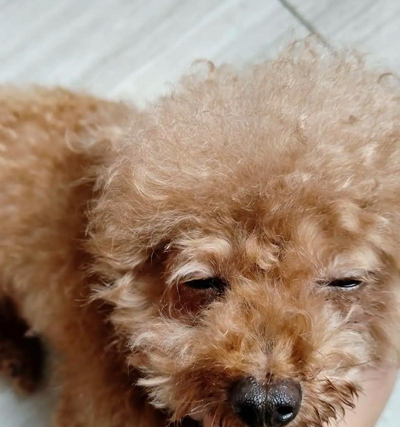 三个月泰迪呼吸声很重,如何进行有效的治疗?(探究泰迪呼吸困难的原因及治疗方法) 三个月泰迪呼吸声很重,如何进行有效的治疗?(探究泰迪呼吸困难的原因及治疗方法)