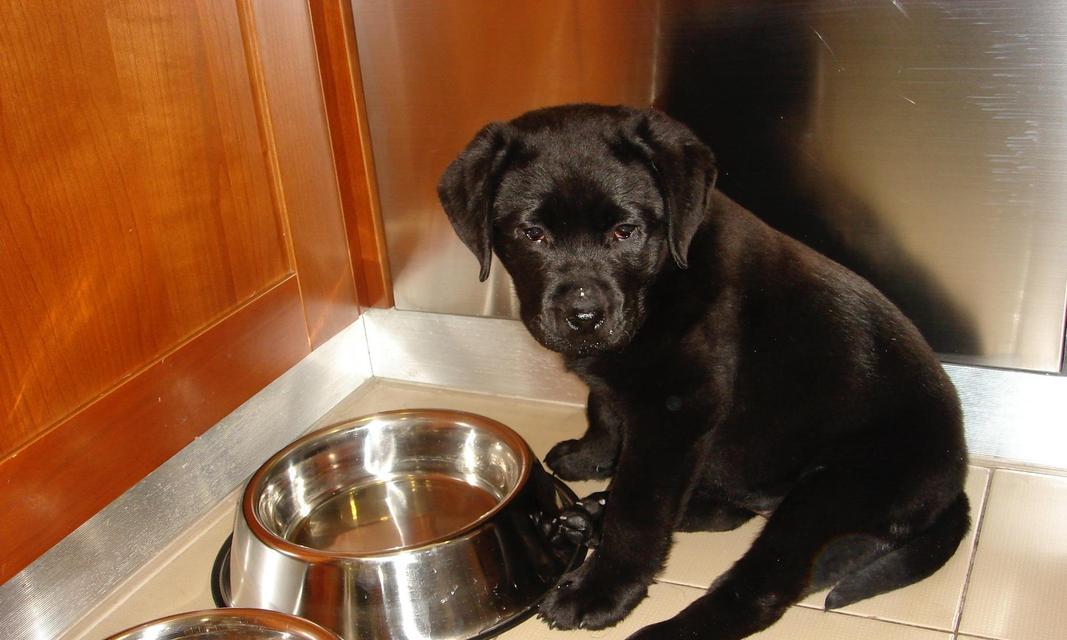 拉布拉多颜色有何不同？（探究不同颜色拉布拉多的特点和适合性）