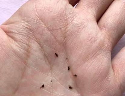 怎样有效清除小猫身上的跳蚤(20天养猫,跳蚤不再困扰/跳蚤侵扰小猫,该怎么办?) 怎样有效清除小猫身上的跳蚤(20天养猫,跳蚤不再困扰/跳蚤侵扰小猫,该怎么办?)