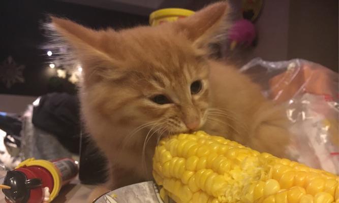 猫咪能吃哈密瓜吗？解析哈密瓜对猫咪的影响（宠物主人必看，了解猫咪饮食常识）