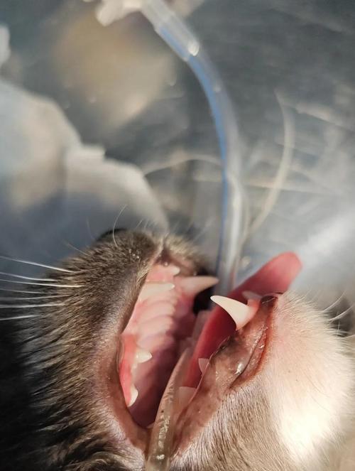 猫咪十个月还在换牙，你需要知道的是……（了解猫咪的换牙期，保护它们的口腔健康）