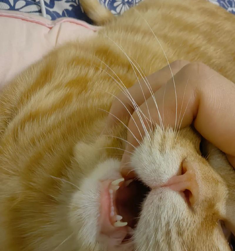 猫咪十个月还在换牙，你需要知道的是……（了解猫咪的换牙期，保护它们的口腔健康）
