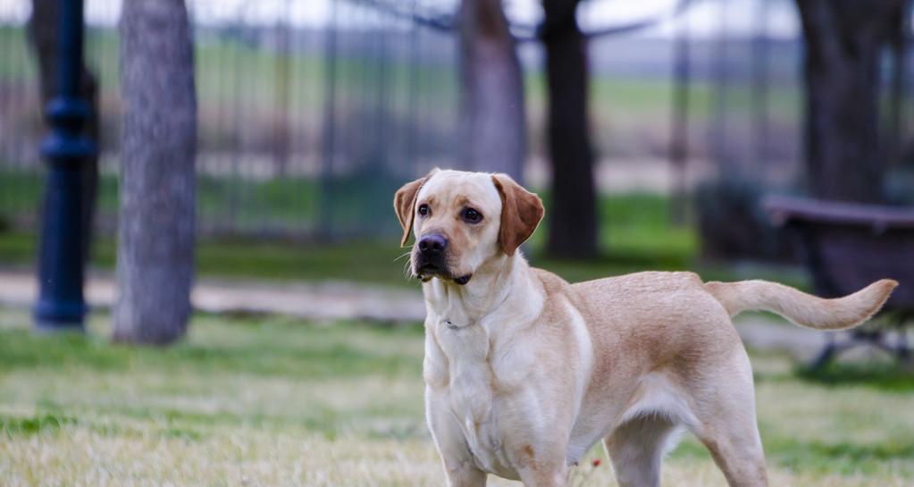 拉布拉多颜色有何不同？（探究不同颜色拉布拉多的特点和适合性）
