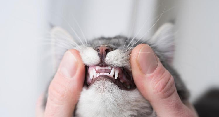 猫咪十个月还在换牙，你需要知道的是……（了解猫咪的换牙期，保护它们的口腔健康）