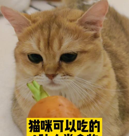 猫咪是否能吃人类食物？（探究猫咪吃人类食物的反应）