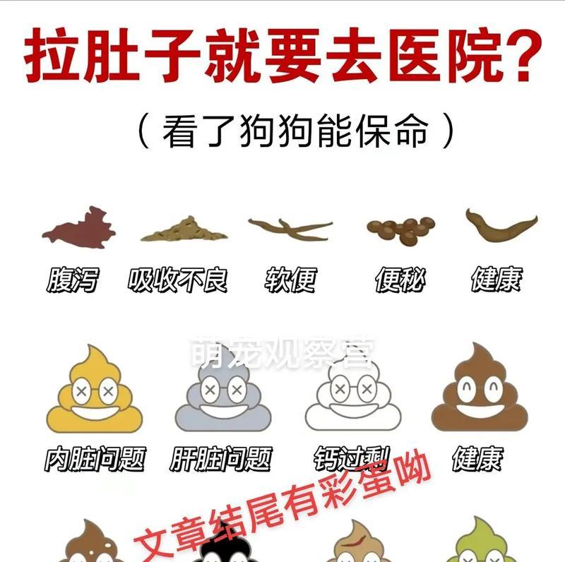 如何预防幼犬腹泻（宠物主人必读的幼犬护理指南）