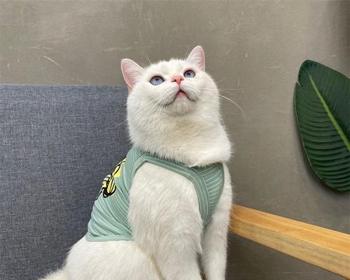 英短蓝猫小布偶的日常生活(探秘这个优雅又可爱的蓝色小猫咪的生活点滴) 英短蓝猫小布偶的日常生活(探秘这个优雅又可爱的蓝色小猫咪的生活点滴)