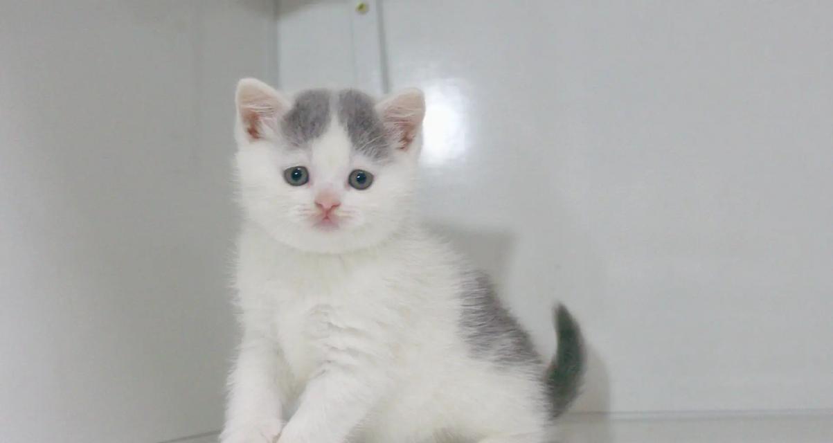 英短蓝猫小布偶的日常生活(探秘这个优雅又可爱的蓝色小猫咪的生活点滴) 英短蓝猫小布偶的日常生活(探秘这个优雅又可爱的蓝色小猫咪的生活点滴)