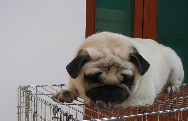 如何帮助你的宠物以巴哥解决便秘问题(给宠物以巴哥提供更健康的生活方式) 如何帮助你的宠物以巴哥解决便秘问题(给宠物以巴哥提供更健康的生活方式)