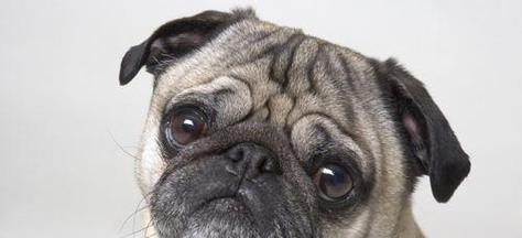 如何帮助你的宠物以巴哥解决便秘问题(给宠物以巴哥提供更健康的生活方式) 如何帮助你的宠物以巴哥解决便秘问题(给宠物以巴哥提供更健康的生活方式)